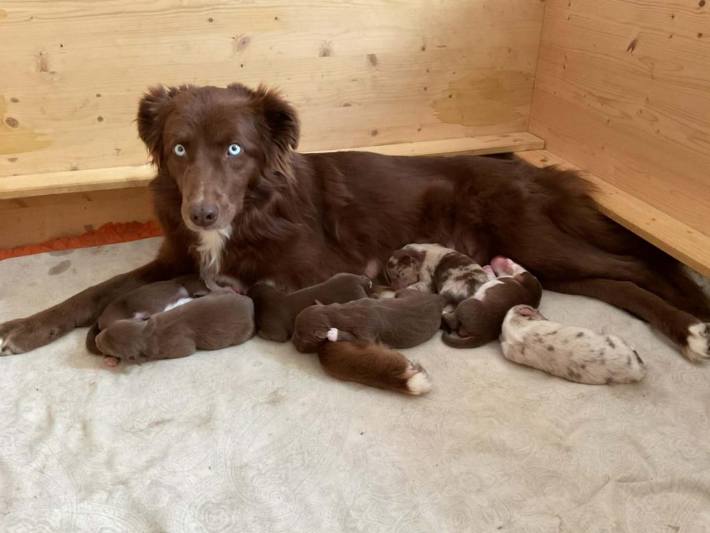 Welpen Lotte & Quill 3 Tage alt